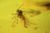 Fossil Fungas Gnat & Aphid In Baltic Amber #38897-1